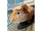 Adopt ROJO a Red Guinea Pig / Mixed small animal in San Francisco, CA (37067314)