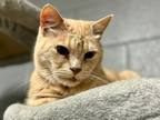 Adopt Bobby a Tabby