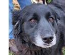 Adopt Carma a Black Great Pyrenees / Labrador Retriever / Mixed dog in Robinson
