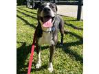 Adopt Chap a Brindle - with White American Staffordshire Terrier / Labrador