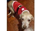 Adopt Donny a Tan/Yellow/Fawn - with White Labrador Retriever / Mixed dog in
