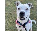 Adopt Spotta a White - with Tan, Yellow or Fawn American Pit Bull Terrier /