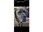 Adopt Rocket- CROSS POST ONLY a Cane Corso