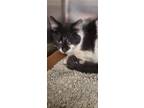 Adopt 2023-02-126 a Domestic Shorthair / Mixed (short coat) cat in Winder