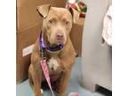 Adopt Josey a Pit Bull Terrier