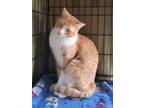 Adopt Pumpkin " Male BIG Boy Orange and Loving " a Domestic Short Hair, Tabby