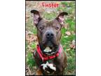 Adopt Finster a Pit Bull Terrier