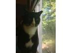 Adopt Tuxy a Domestic Short Hair