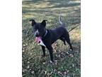 Adopt Crocky a Labrador Retriever, Pit Bull Terrier