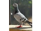 Adopt Appletini a Pigeon