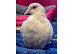 Adopt Puff Berry a Pigeon