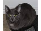 Adopt Gibbs a Domestic Short Hair