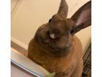 Adopt Courtesy Post: Stray Rabbit a American