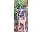 Adopt Westley a Shepherd, Labrador Retriever