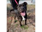 Adopt STANLEE a Pit Bull Terrier