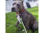 Adopt Nipsey a American Staffordshire Terrier