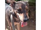 Adopt Archie a Miniature Pinscher, Australian Kelpie