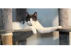 Adopt Cinna *Spirit Cat* a Domestic Short Hair