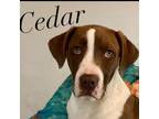 Adopt Cedar a Mixed Breed, Pit Bull Terrier