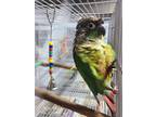 Adopt Chloe a Conure