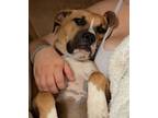 Adopt Samson Joe a Boxer