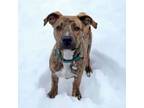 Adopt Guinness a Plott Hound, Pit Bull Terrier