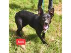 Adopt Jack a Border Collie, Mixed Breed