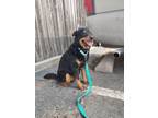 Adopt King a Miniature Pinscher, Rottweiler