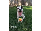 Adopt Petey a American Staffordshire Terrier