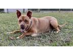 Adopt Altimus a Pit Bull Terrier, Mixed Breed