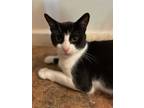 Adopt Romeo a American Shorthair