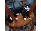 Adopt Prince a Domestic Short Hair