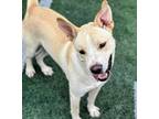 Adopt Xabo a Labrador Retriever, Husky