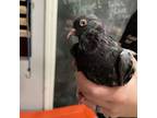 Adopt Zuko a Pigeon