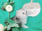 Chinchilla Dollface Persian Kittens