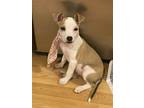 Gg, Jack Russell Terrier For Adoption In Marlton, New Jersey