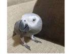 KI 2 African Grey Parrots Birds