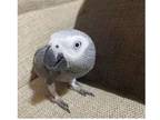 CG 2 African Grey Parrots Birds