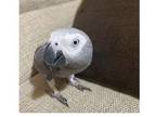 TG 2 African Grey Parrots Birds