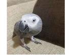 AI 2 African Grey Parrots Birds