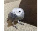 NM 2 African Grey Parrots Birds