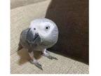 QE 2 African Grey Parrots Birds
