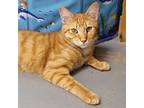 Adopt Cheddar a Orange or Red Domestic Shorthair / Mixed cat in Carroll