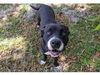 Adopt *ROBBIE a Black - with White Labrador Retriever / Mixed dog in Ocala