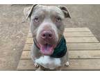Adopt *ANGUS a Brown/Chocolate American Pit Bull Terrier / Mixed dog in Austin