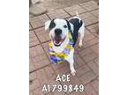 Adopt Ace A a Black - with White American Staffordshire Terrier dog in Auburn