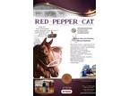 Red Pepper Cat Standing at Stud