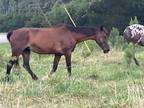 Wonderful 11 years old 16.2 hands bay Standardbred Mare for sale.