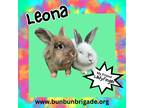 Adopt Leona a Lionhead / Mixed (short coat) rabbit in Elizabethtown