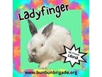 Adopt Ladyfinger a Californian / Mixed (short coat) rabbit in Elizabethtown
